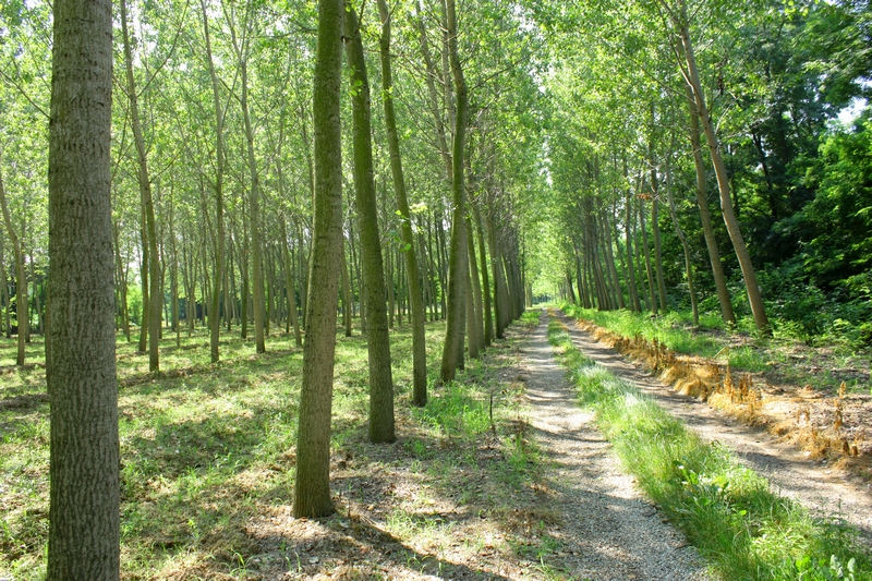 Pioppeto - Dintorni e Natura