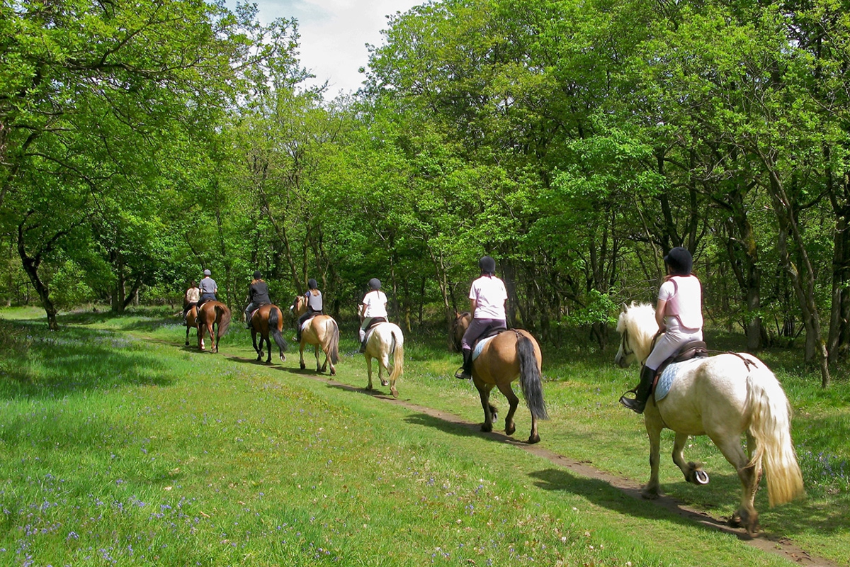 Passeggiate a cavallo in provincia di Novara - Sport