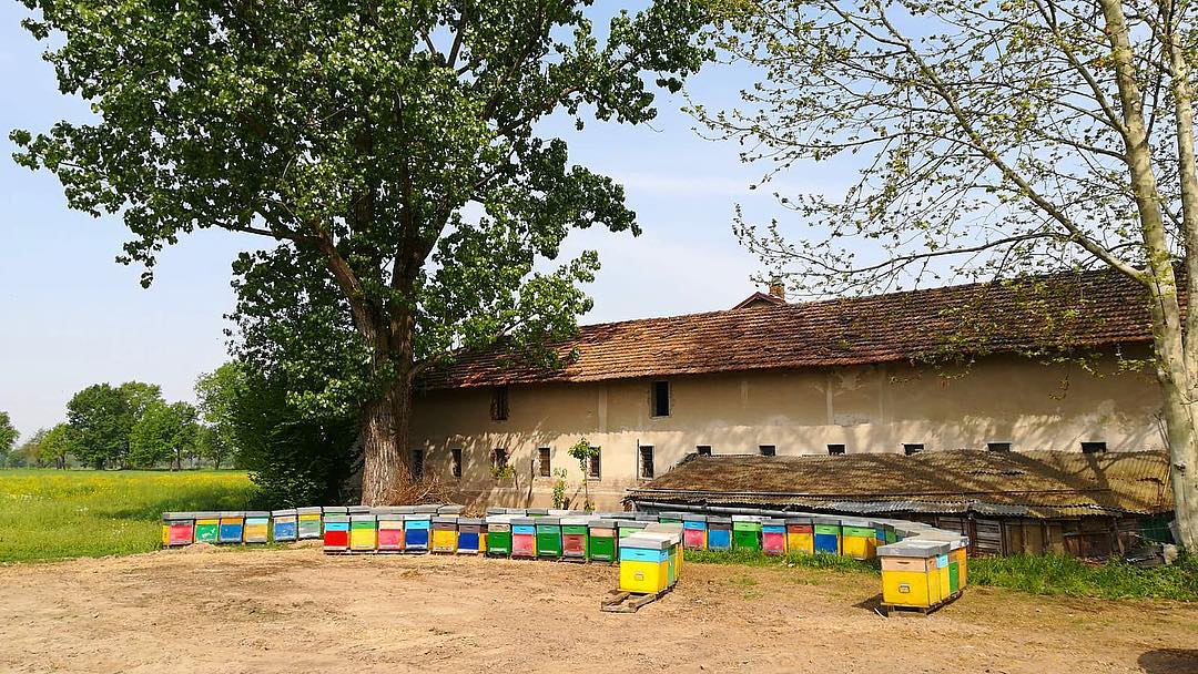 Vendita miele Agriturismo La Biandrina a Carpignano Sesia in provincia di Novara